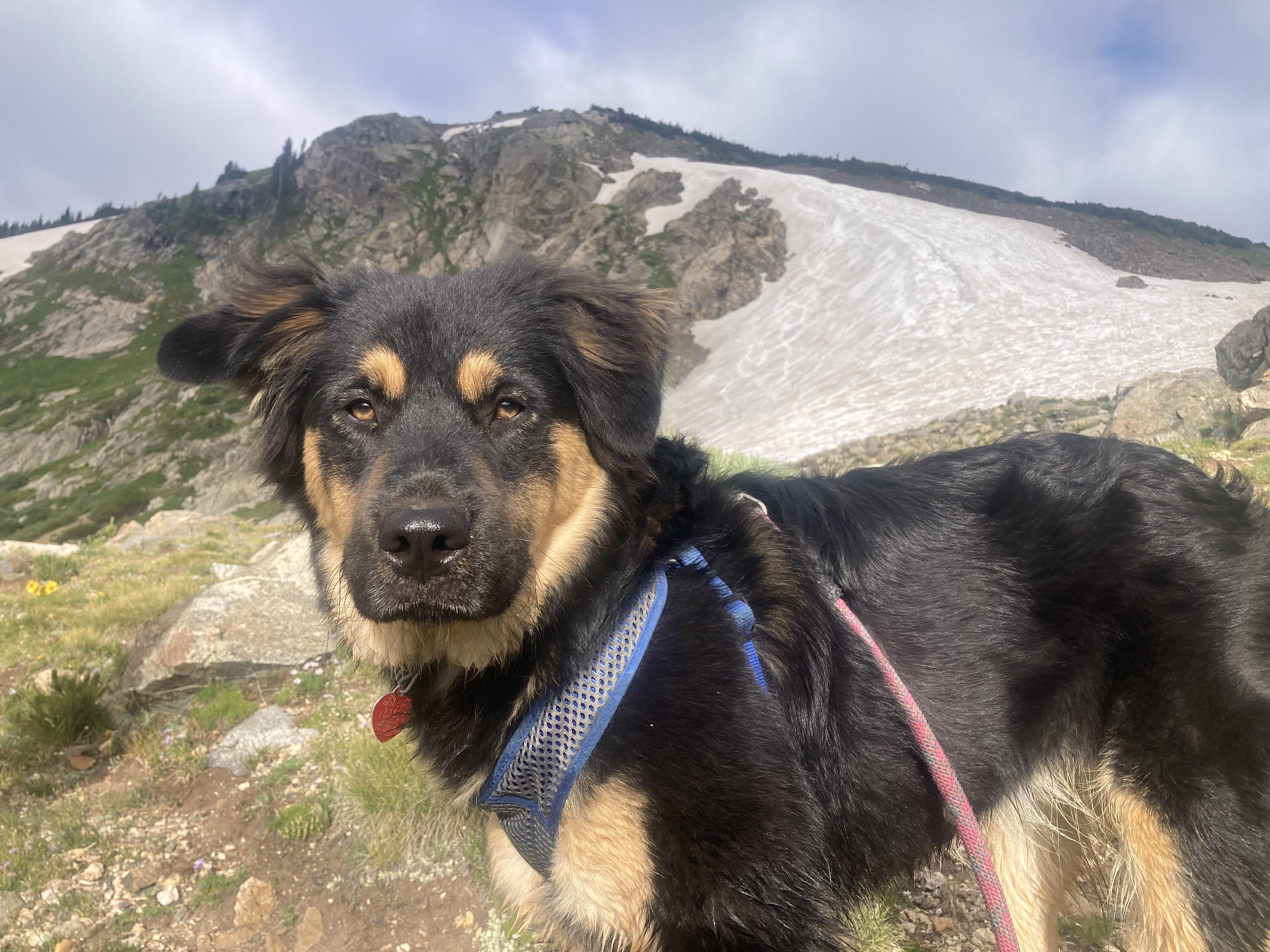 Rottweiler Pyrenees Mix Temperament and Training