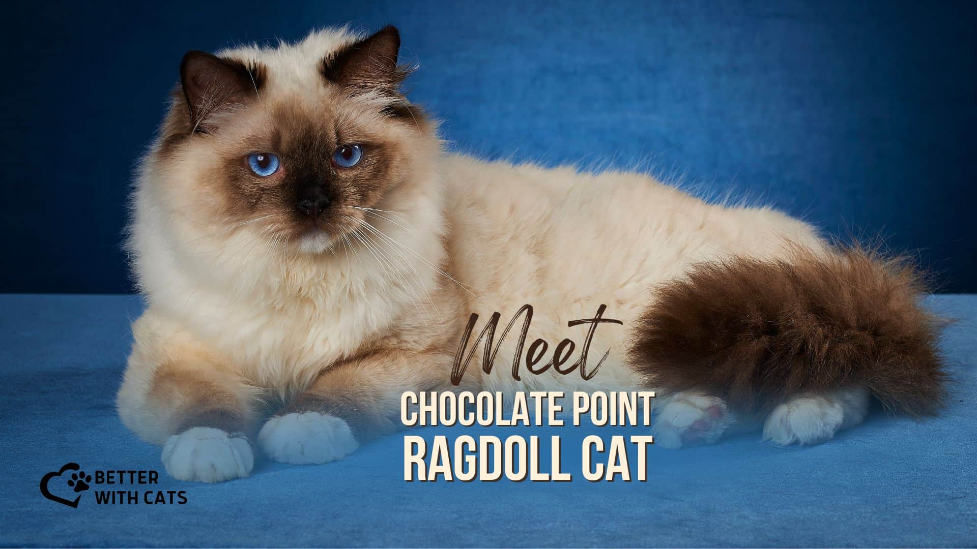 Chocolate Point Ragdoll Cats: Everything You Need to Know