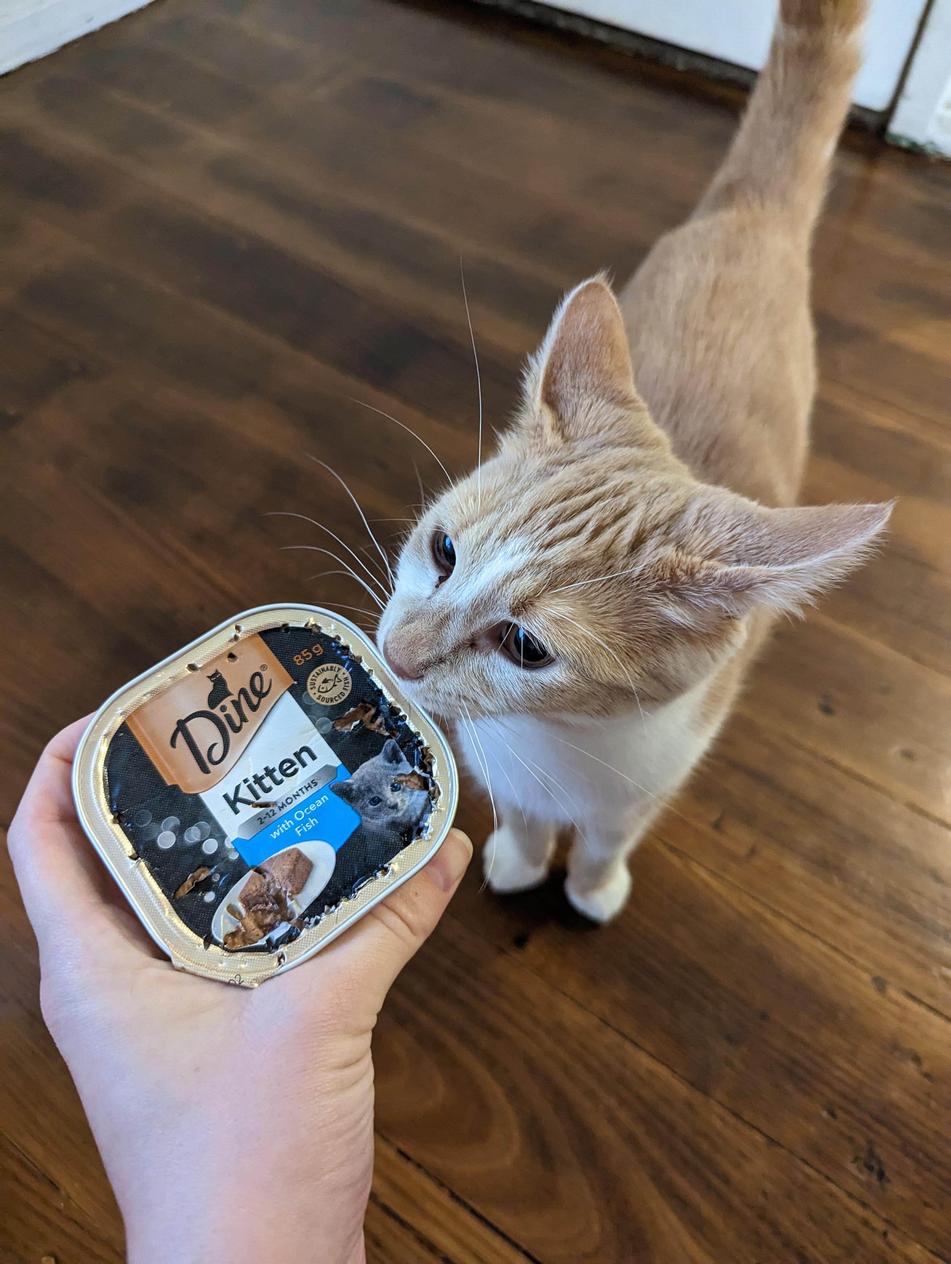 Whats the Best Orange Cat Food? Find Out Now!