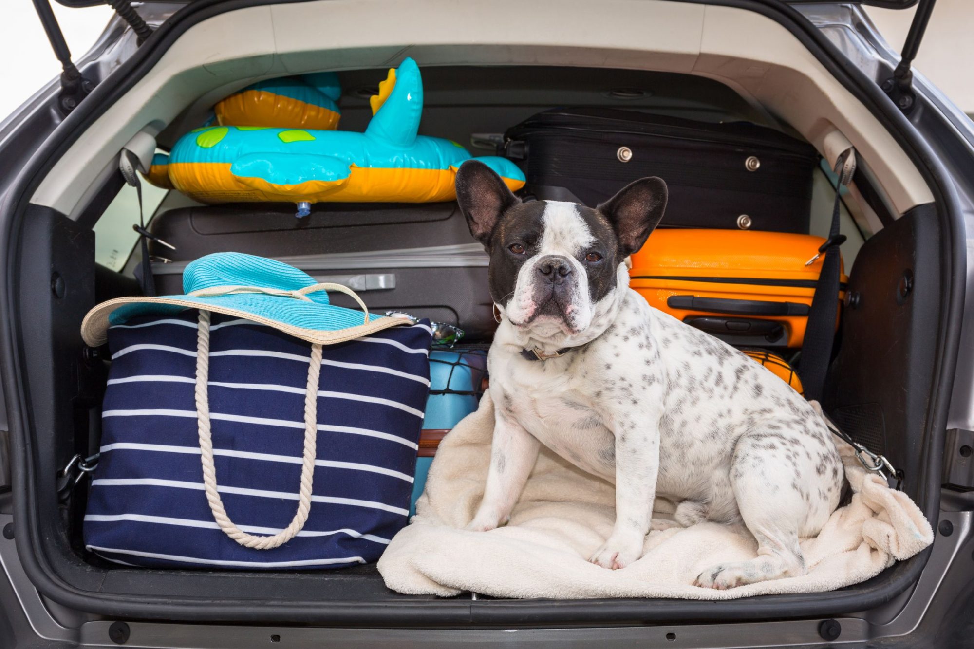 Pet Care When On Vacation: Easy Tips for a Worry-Free Trip