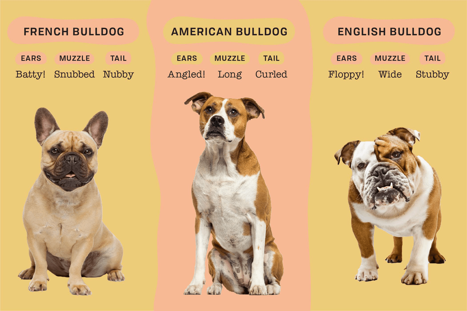 American vs British Bulldog: Whats the Difference?
