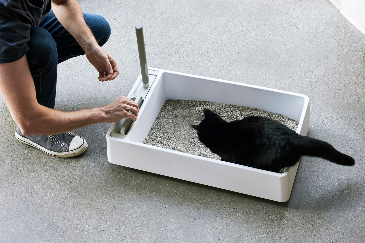 Looking for the Perfect Cat Litter? Try Practicat for a Clean Home