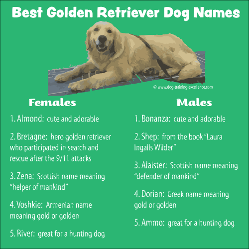 Choosing Popular Golden Retriever Names? Check Out This List!