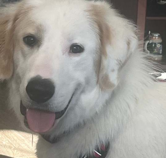 Adopt a Golden Retriever Great Pyrenees Puppy in Kentucky Today