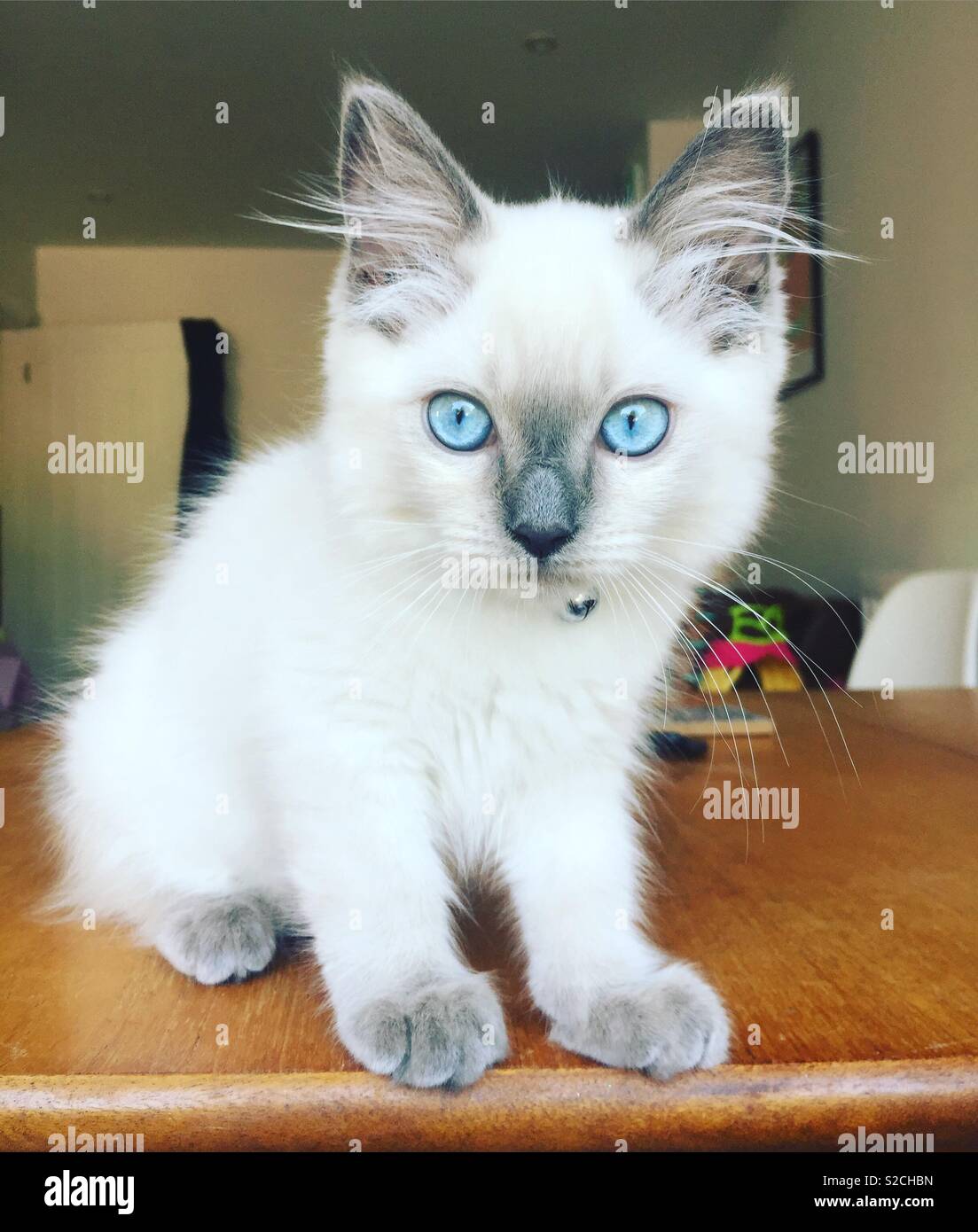 White Ragdoll Cat Blue Eyes: A Stunning Breed Spotlight