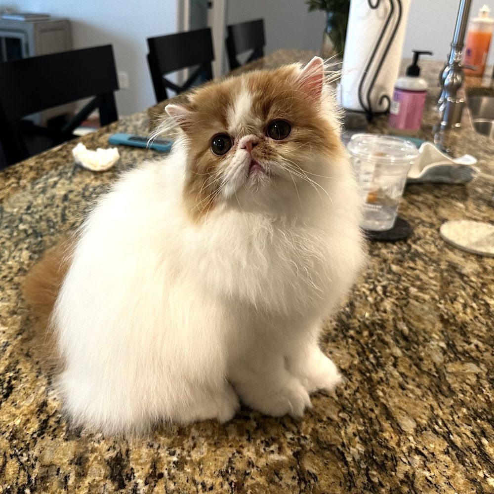 Where to Find Persian Cats for Sale in Houston TX? Local Breeder Listings