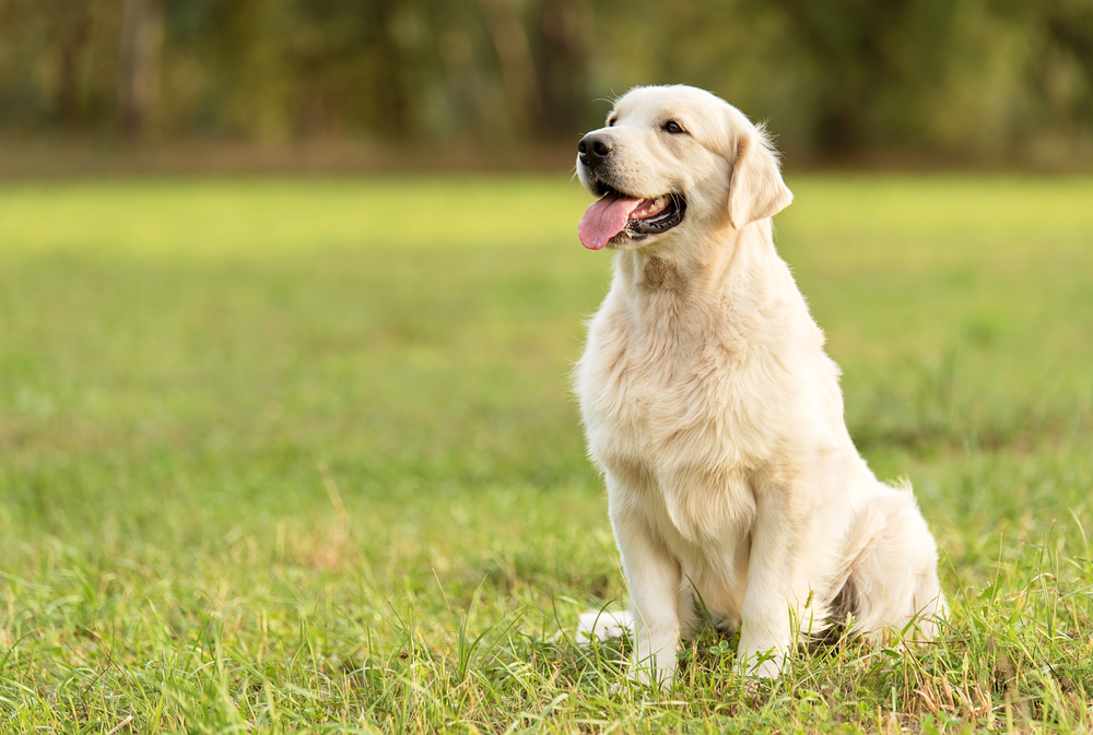 Golden Retriever Light Golden: A Complete Guide to This Color