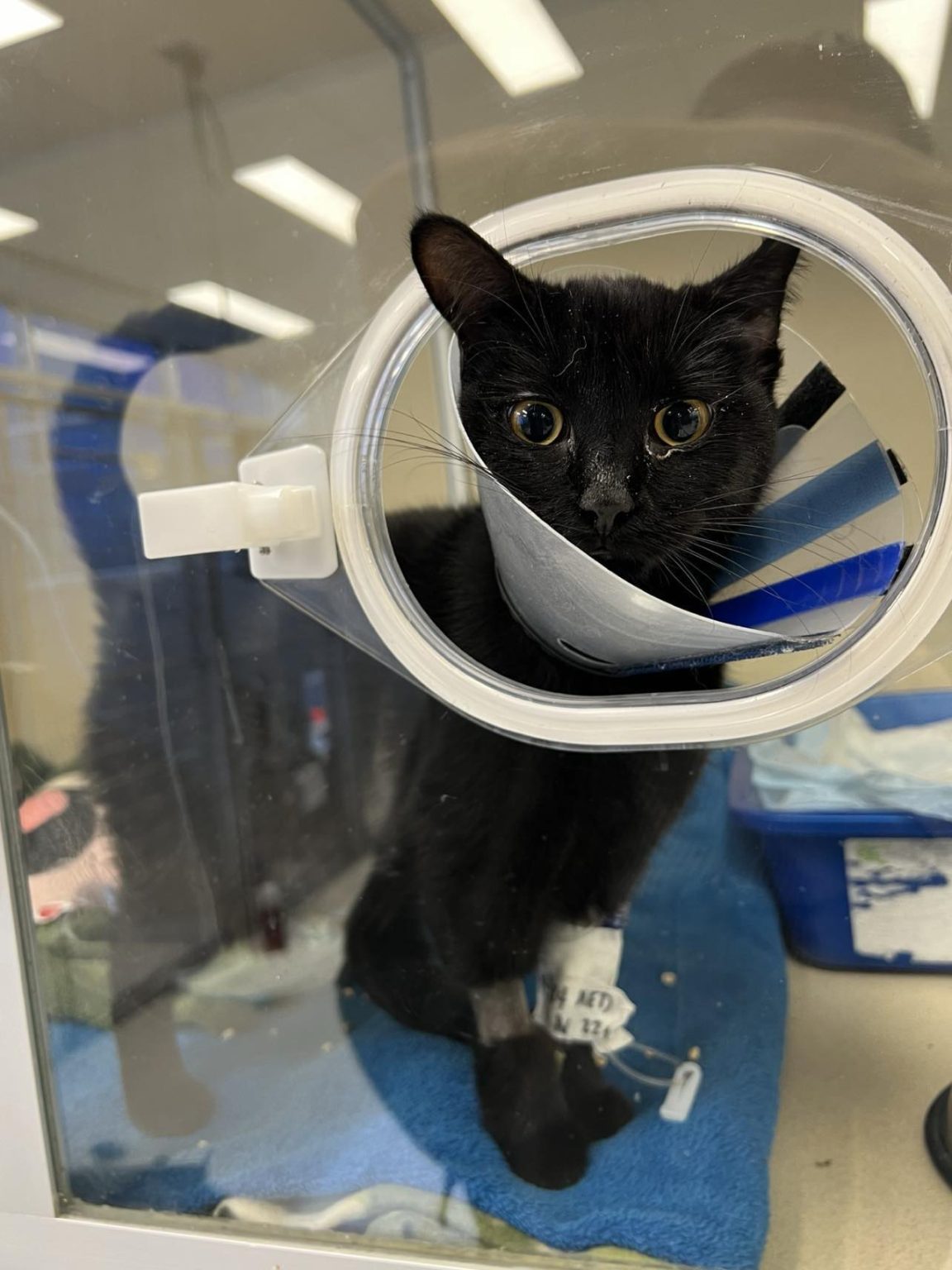 Cats Near 03585: Where to Find Local Shelters and Rescuers