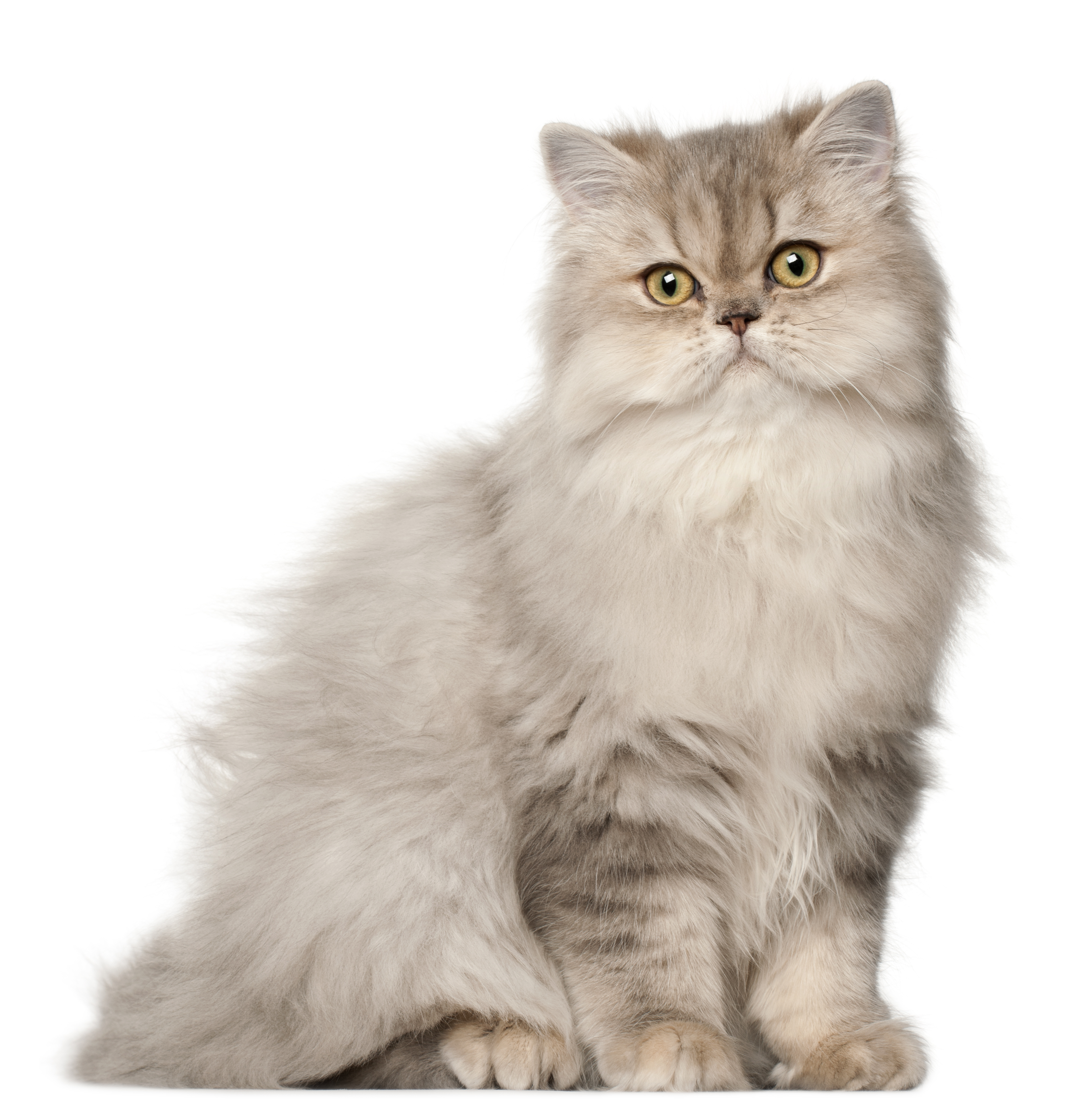 Curious About the Rate of Persian Cat? Find Out Here!
