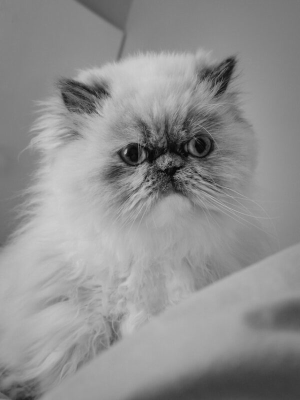 Want a Persian Cat? Lets Break Down the Expenses First