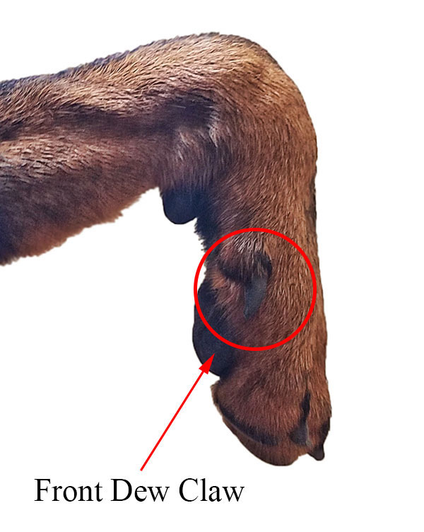 Understanding Rottweiler Dew Claws: What Every Owner Should Know