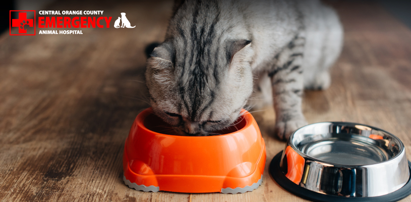 Is Orange Cat Food Right for Your Pet? Find Out Now