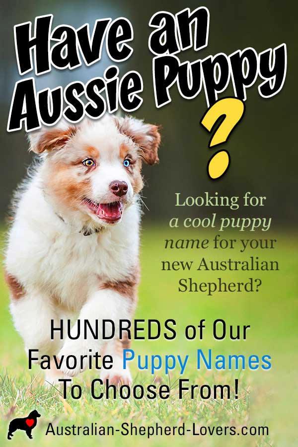Popular Australian names for dogs: Check out these ripper ideas!