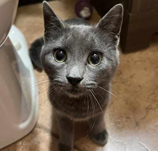 California Dreamin of a Russian Blue Cat? Adoption Details Here