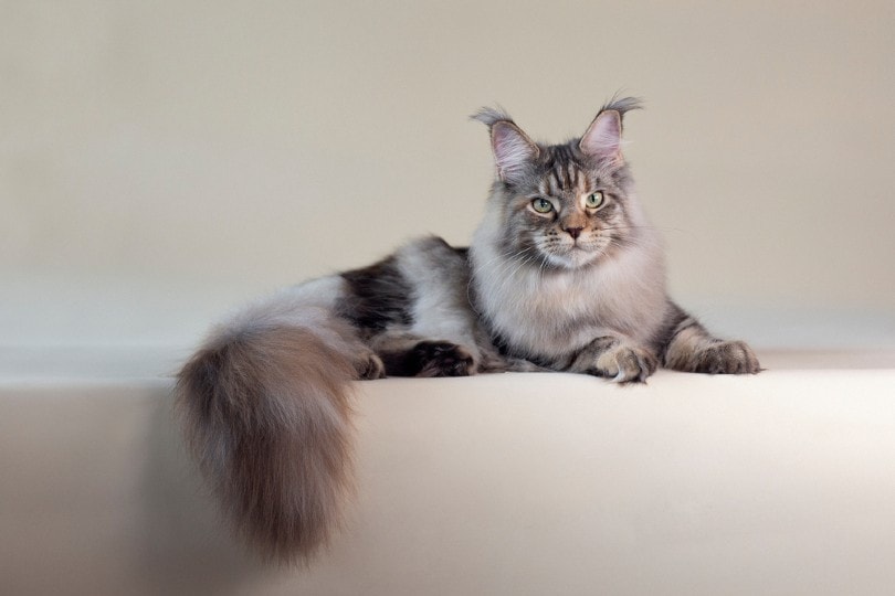 Do Maine Coon Cat Hypoallergenic Really Exist? The Truth