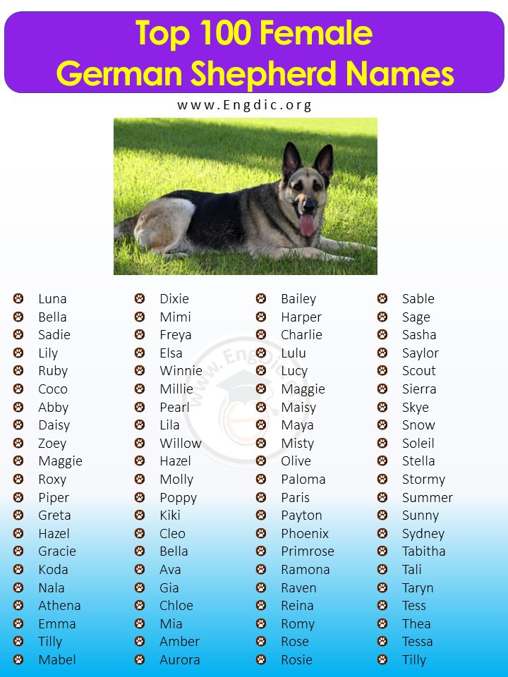 Top Picks: Best Female German Shepherd Dog Names for Your New Puppy