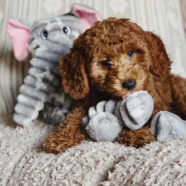 Best Patchwork Pet Dog Toys for Playful Pups