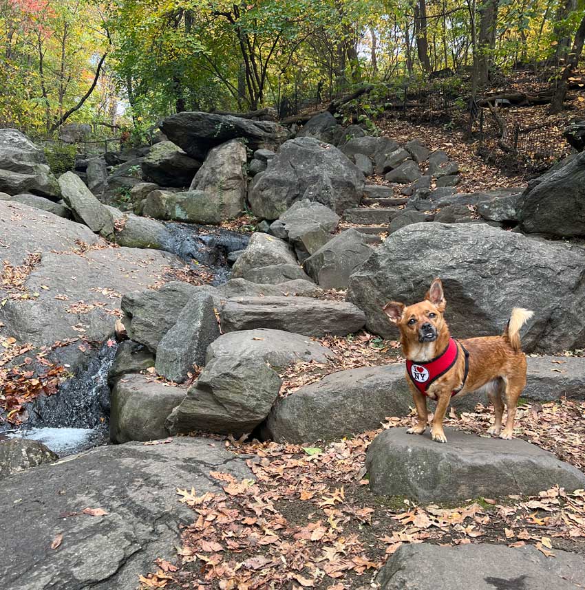 Discover Amazing Dog Friendly Hikes Near Me This Weekend
