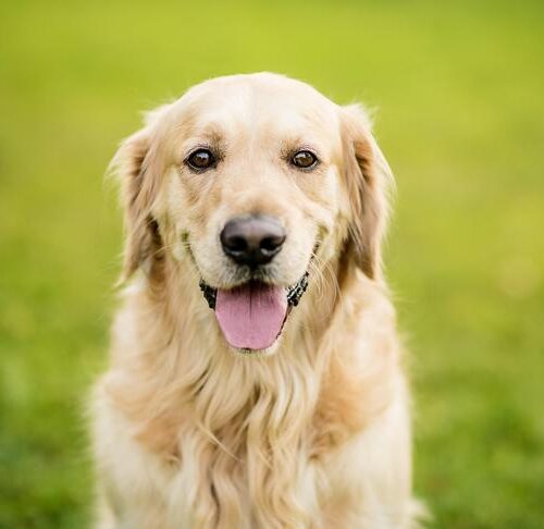 Golden Retrievers Movement: Fun Facts You Should Know