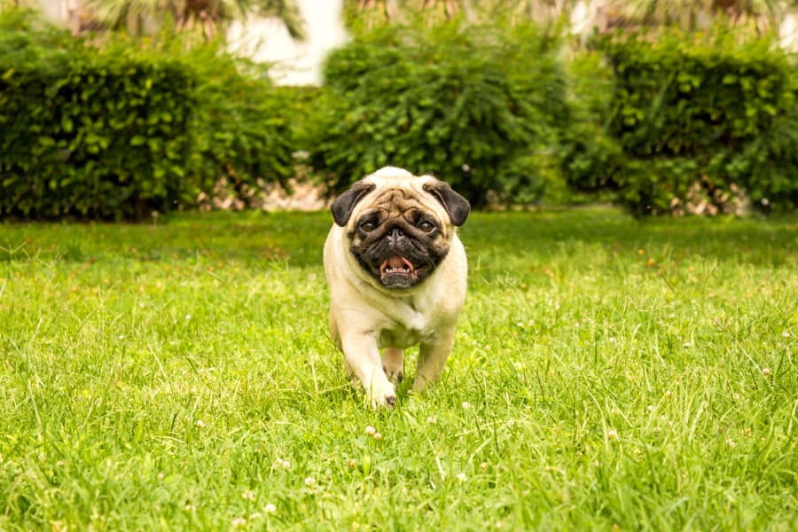 Weed and Feed and Pets: Making Your Yard Safe