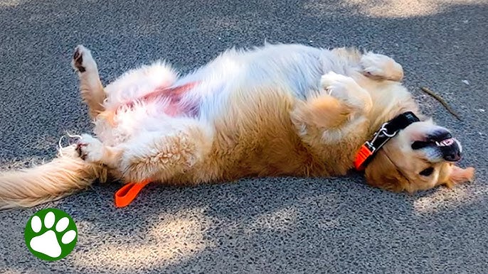 Pet News: Viral Videos and Heartwarming Stories You Cant Miss