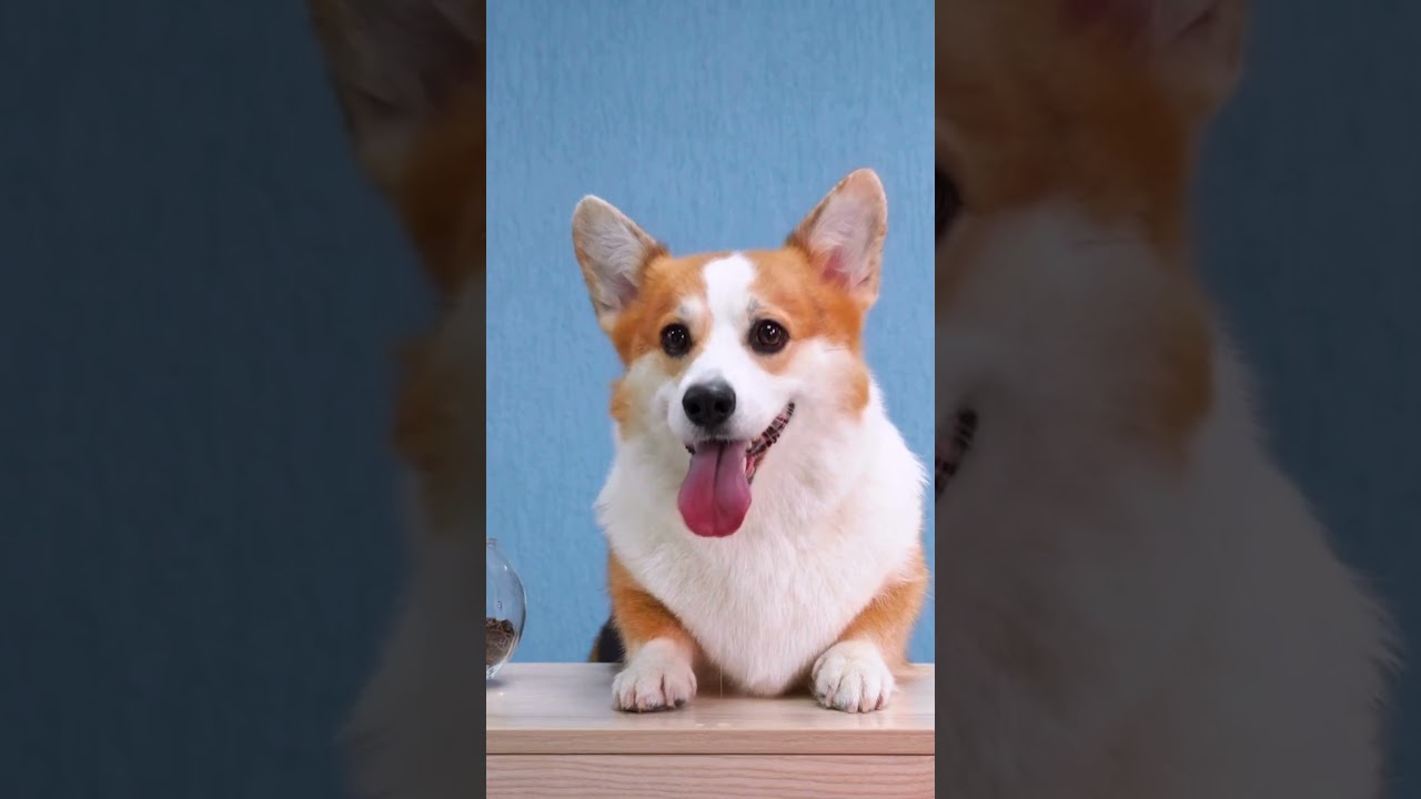 Thinking of Getting a Grey Corgi? Heres What You Need to Know