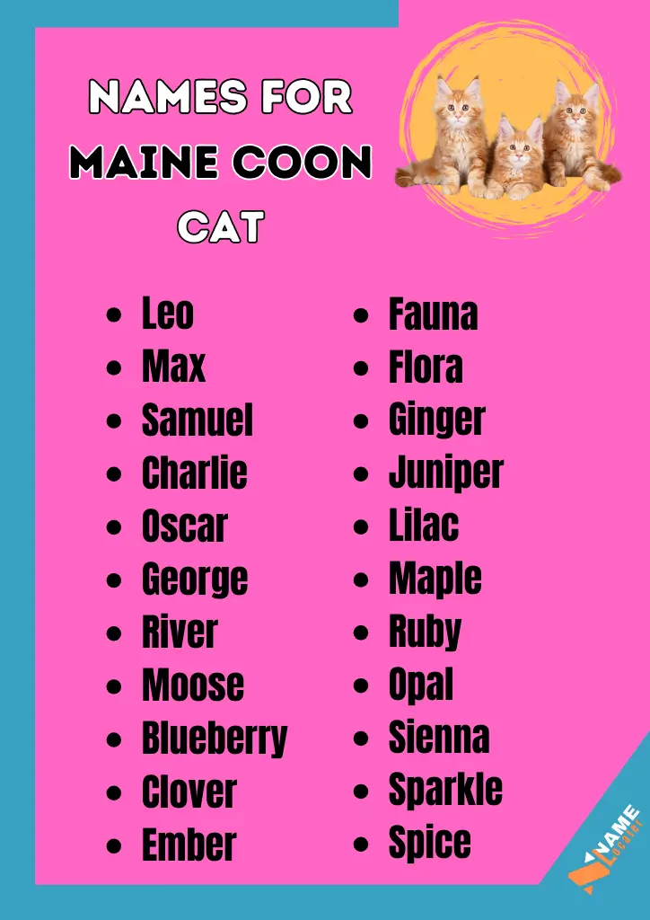 Top Maine Coon Cat Names: Classic, Strong, Unique and Cute