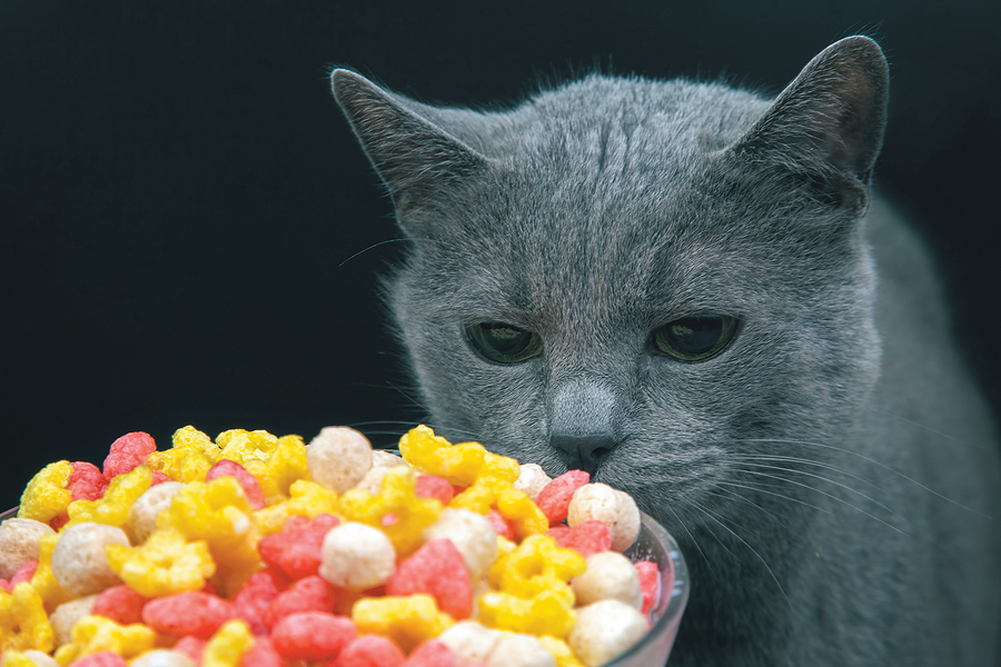 Is Your Wet Cat Food Too Salty? Understanding Sodium Content