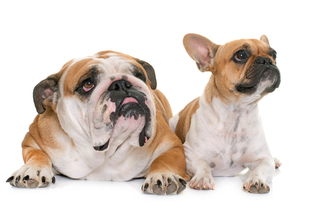 Choosing Between an English Bulldog vs French Bulldog (Heres What You Need to Know)