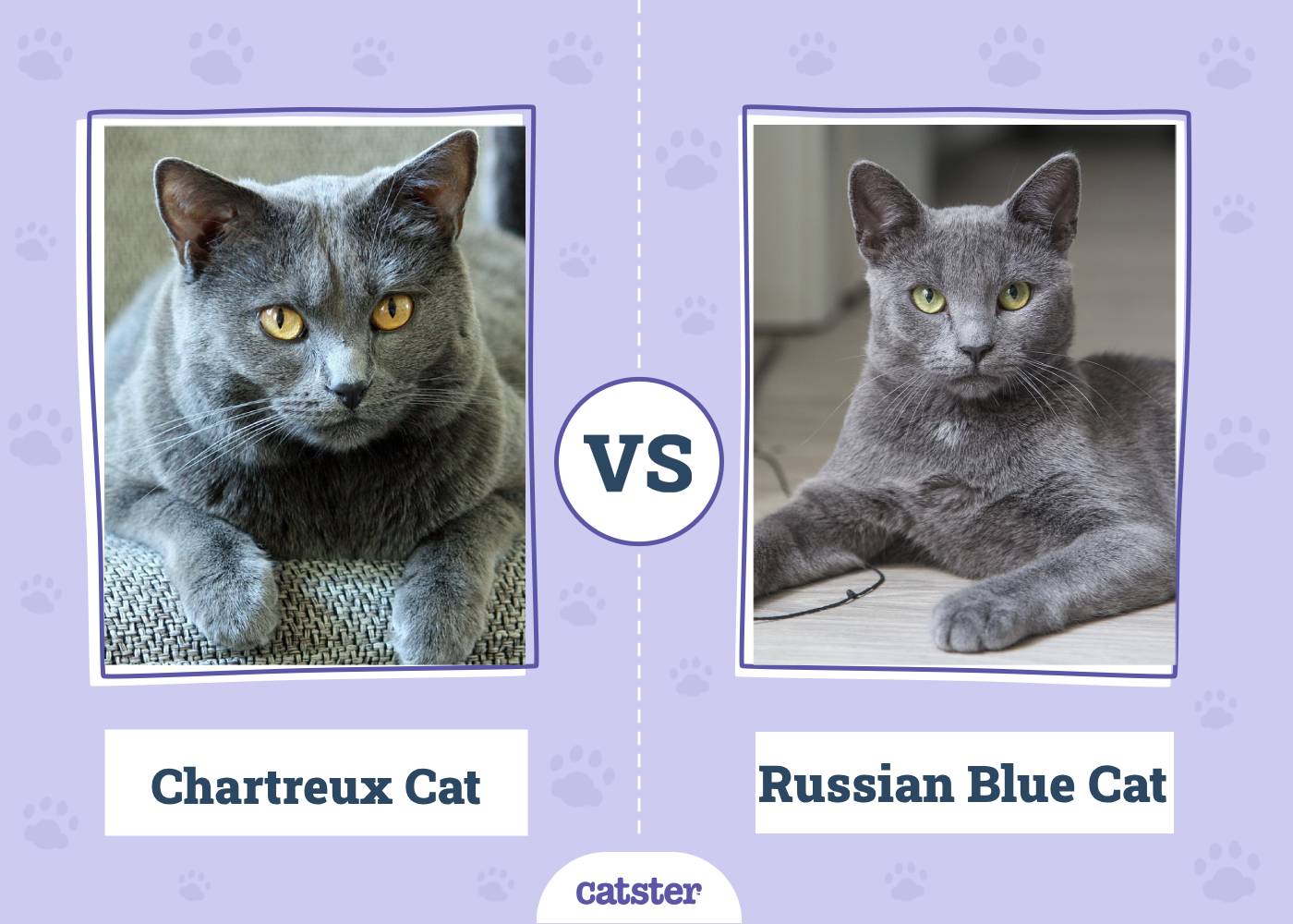 Russian Blue Cat vs Gray Cat: Whats the Difference?