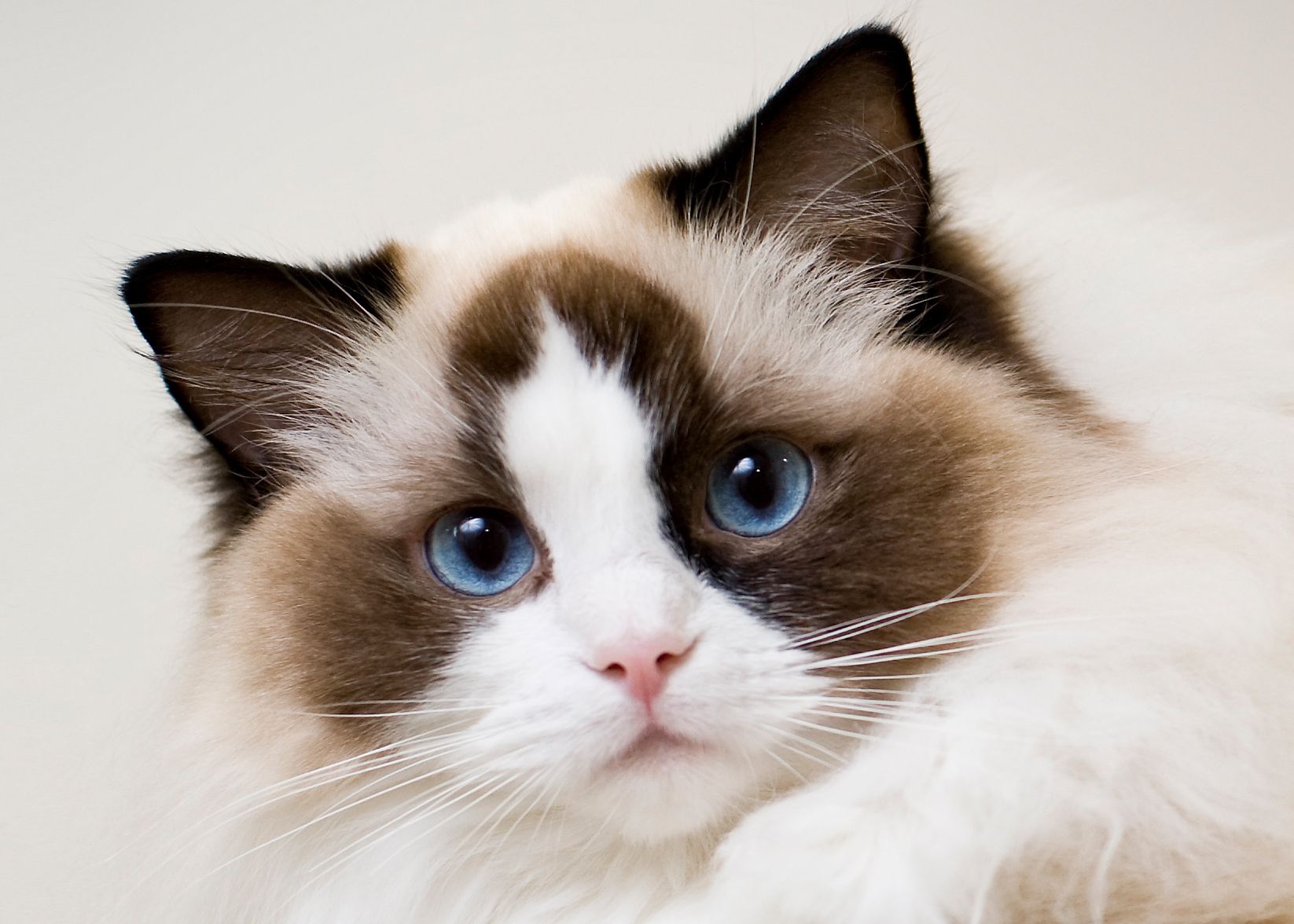 Want a Ragdoll? Discover the Different Kinds of Ragdoll Cats