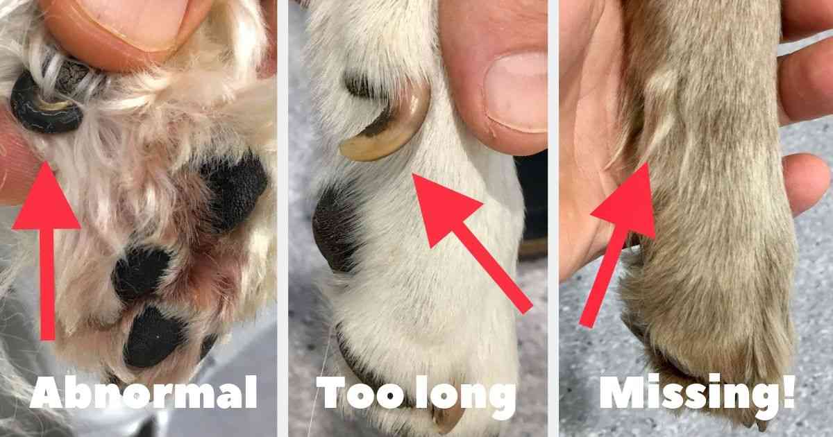 Labrador Retriever Dew Claws: What You Need To Know
