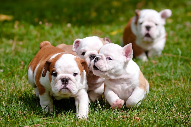 Choosing the Best British Bulldog Names? Heres Your Guide