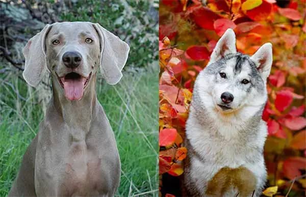 Is a Siberian Husky Weimaraner Mix Right for You?