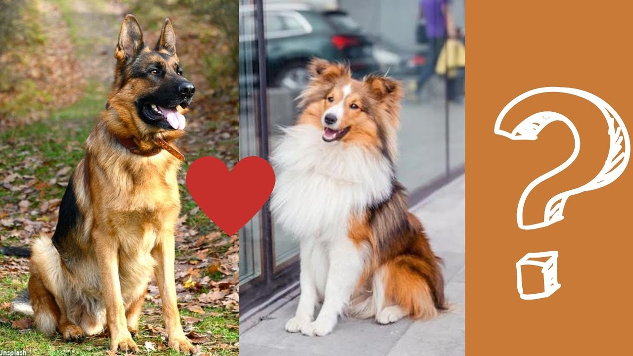 Shetland Sheepdog and German Shepherd Mix Care Guide