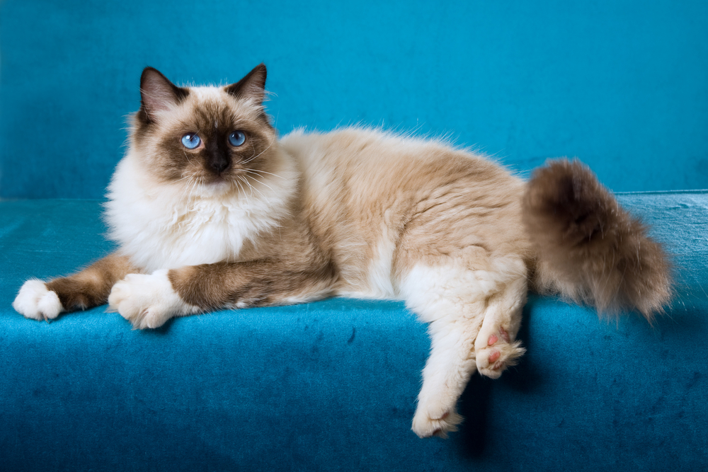Seal Point Bicolor Ragdoll Cat: What You Need to Know