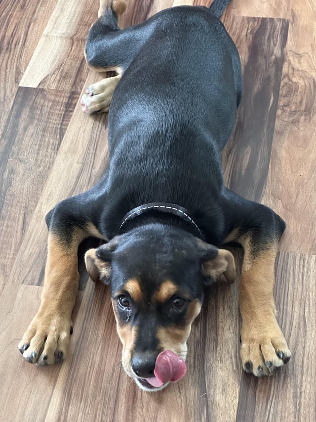 Thinking of a Rottweiler Beagle Mix? Heres What You Should Know