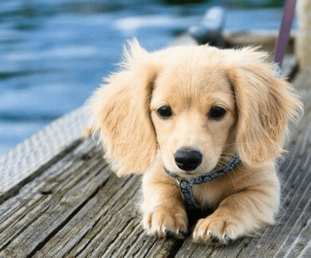 Golden Retriever Hound Mix Puppies: Cute, Clever, and Cuddly