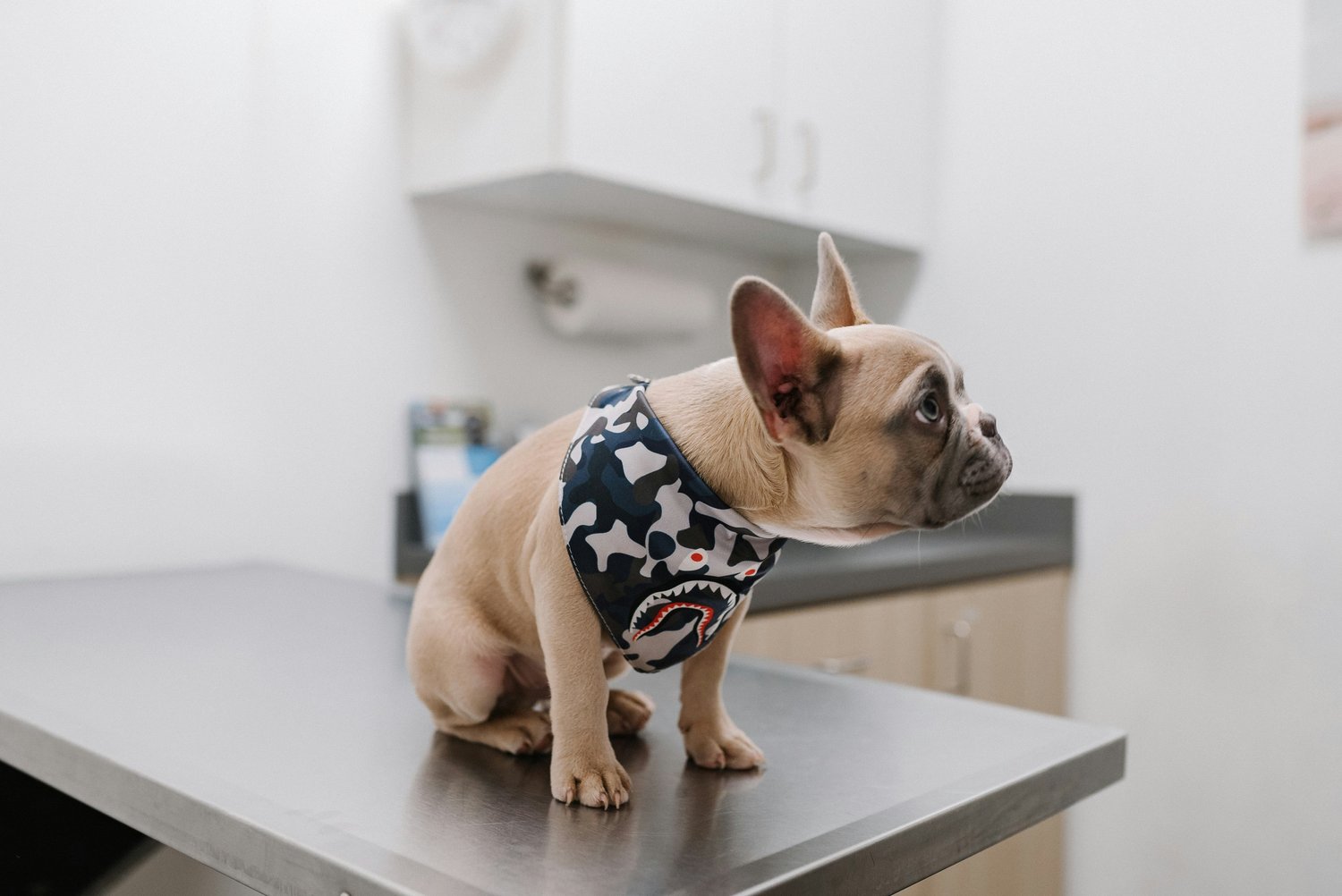 Island Pet Urgent Care: Your Pets Health is Our Priority