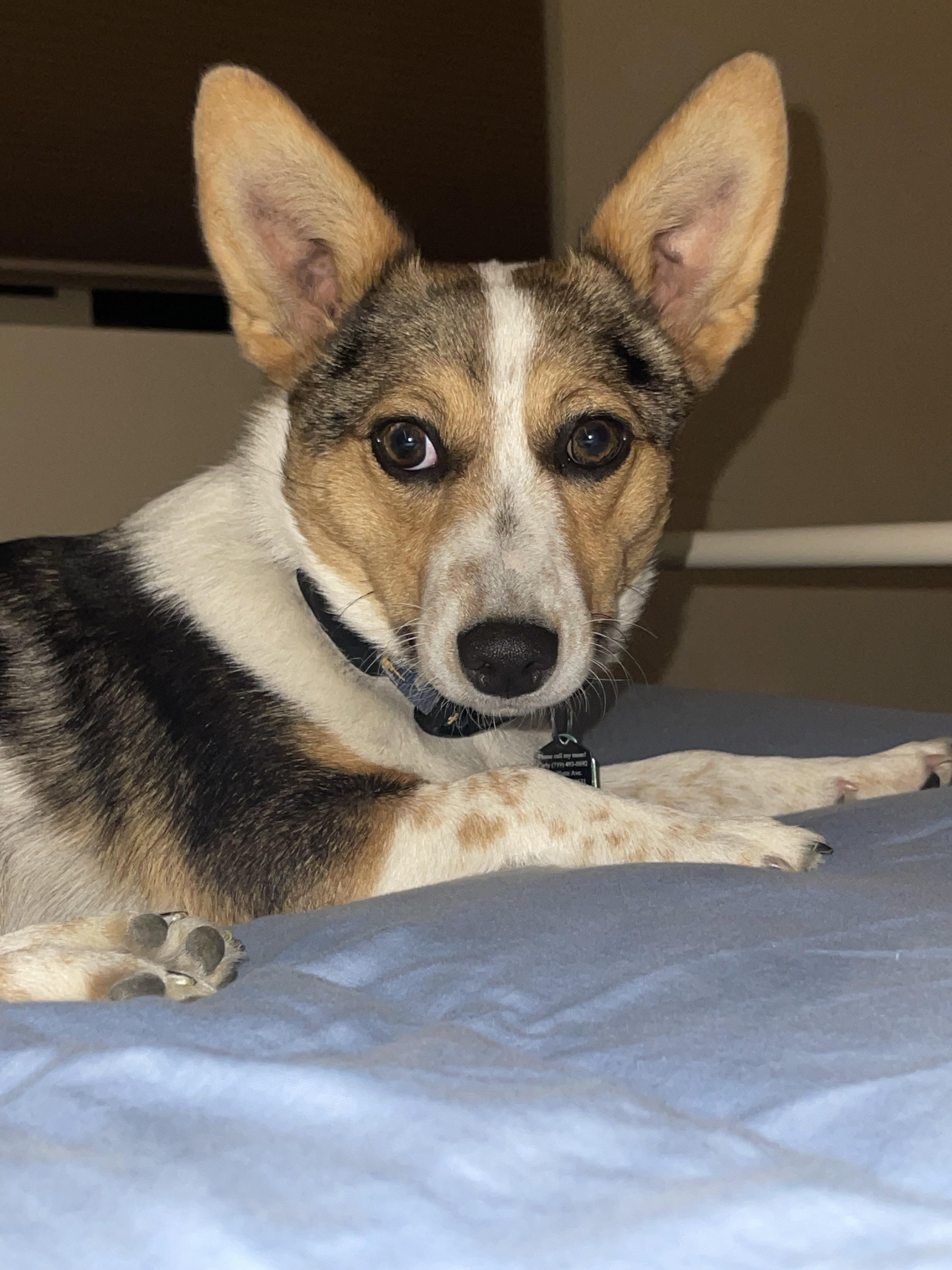 Corgi Mouthing: What Does It Mean and Is It Normal?