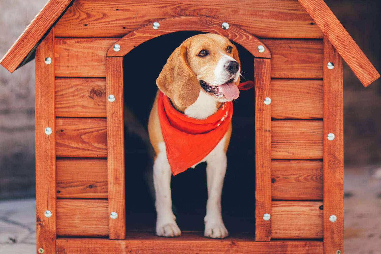 Outdoor Dog Kennel Heater Safety Tips: Keep Your Dog Cozy & Secure