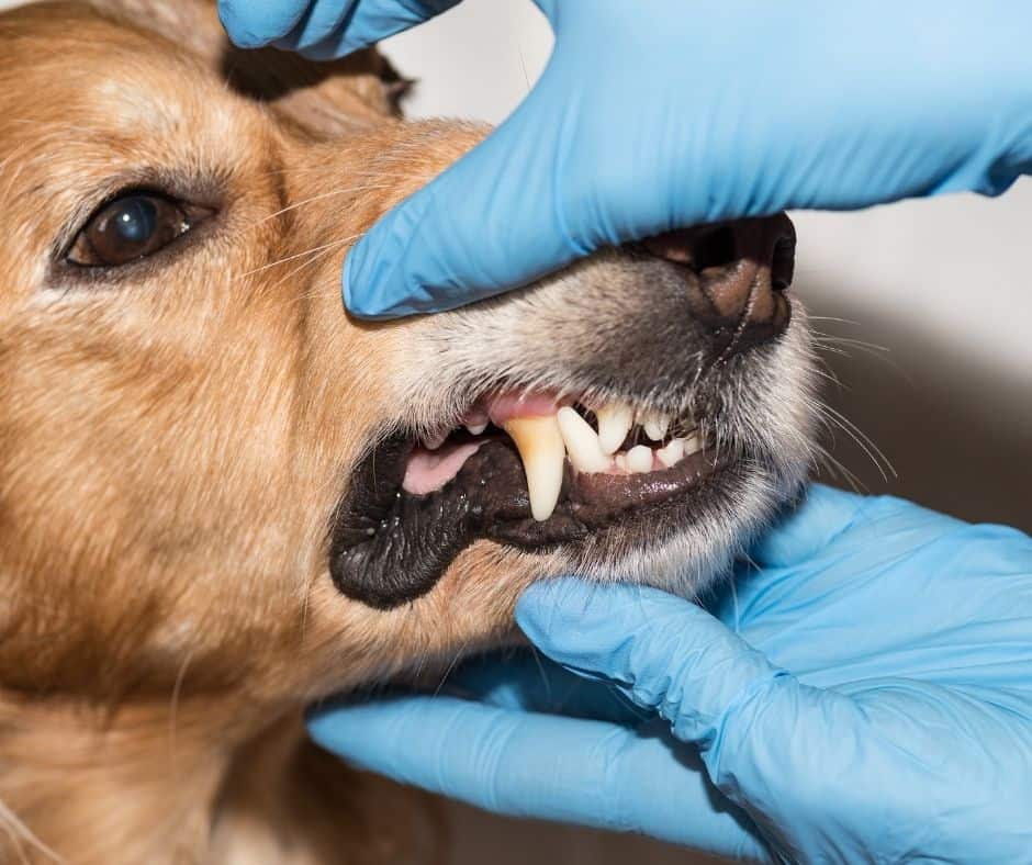 Low Cost Pet Teeth Cleaning Services: Find the Best Deals Near You