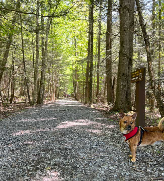 Discover Amazing Dog Friendly Hikes Near Me This Weekend