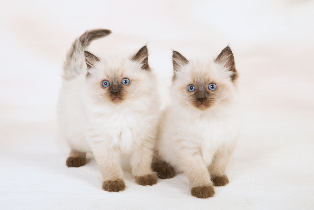 Seal Ragdoll Cat: The Charming Kitty with a Dark Secret