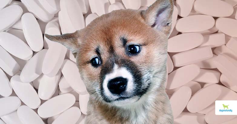 Sucralfate for Dogs: A Simple Guide to Help Your Dogs Stomach.