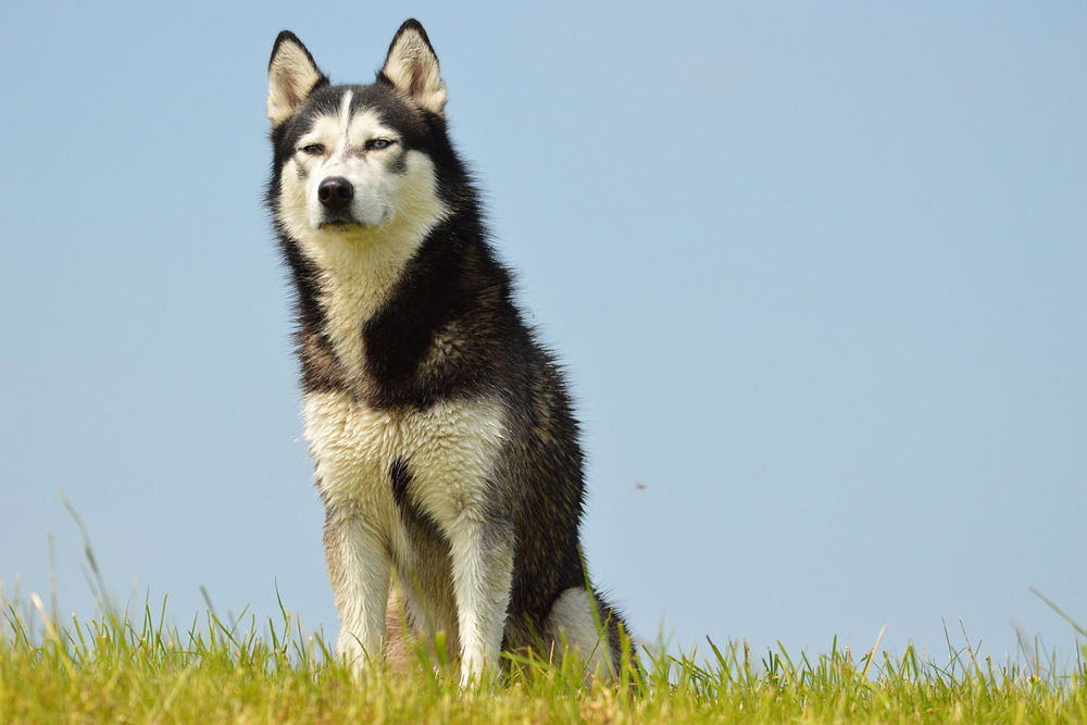 Best Flea Treatment for Siberian Husky: Simple & Effective Tips