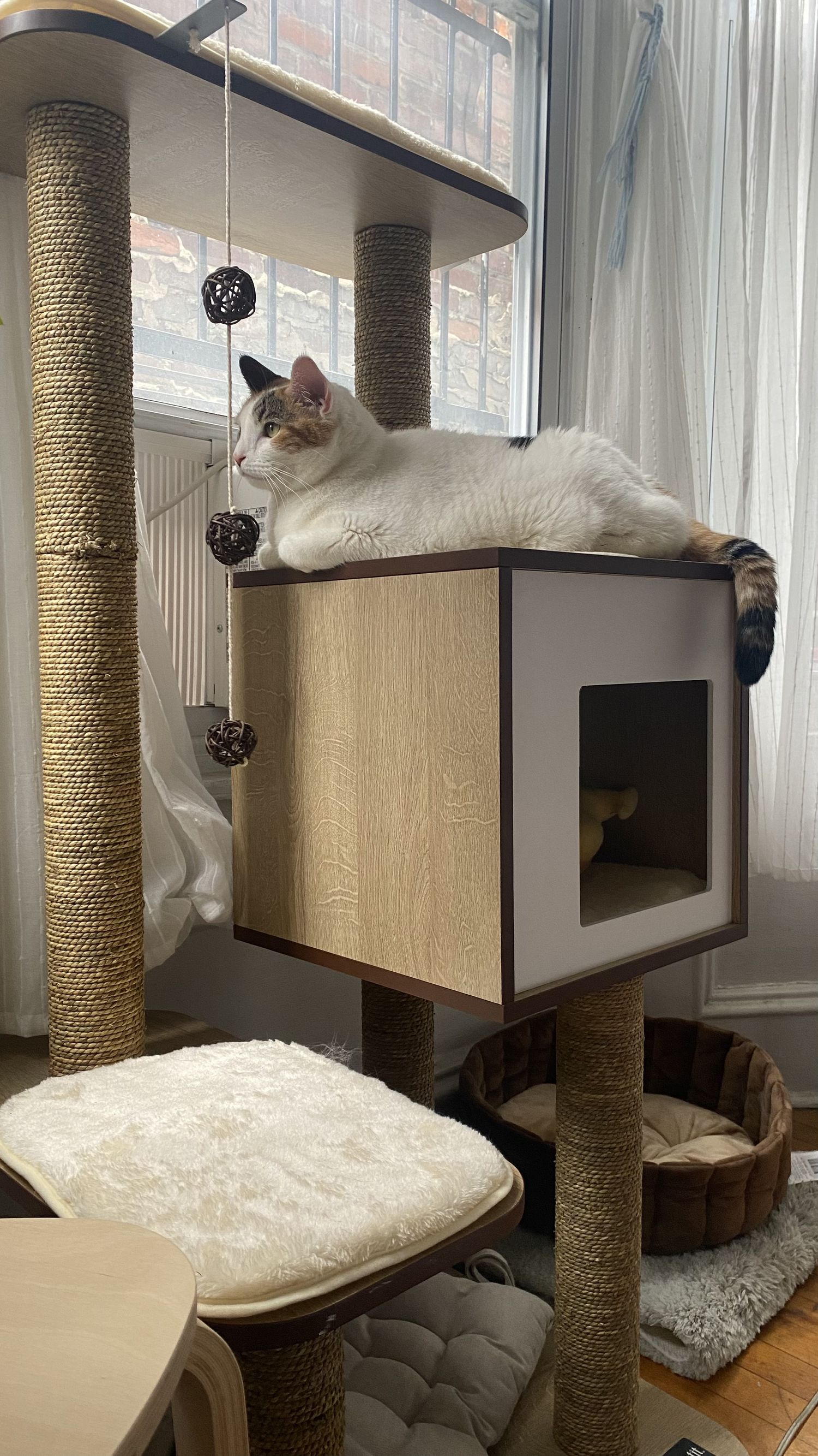 Best Safety Tree for Cats to Escape Up: Our Top Picks
