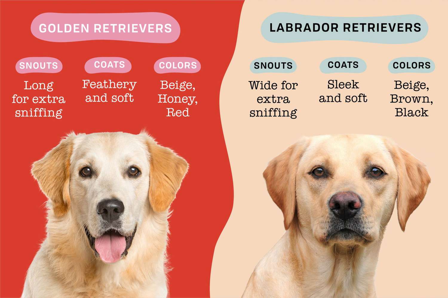 Is a Golden Retriever Cross Chocolate Labrador Right for You?