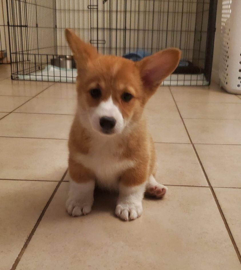 Decoding Corgi Paws: Why Are They So Short and Sweet?
