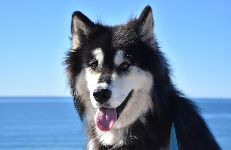 Siberian Husky and Alaskan Malamute Mix: Puppy to Adult